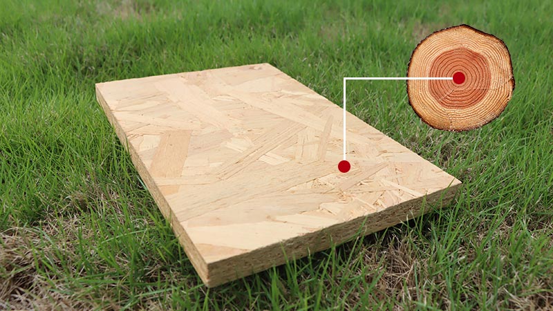 osb板材原材料取自新西兰进口松木